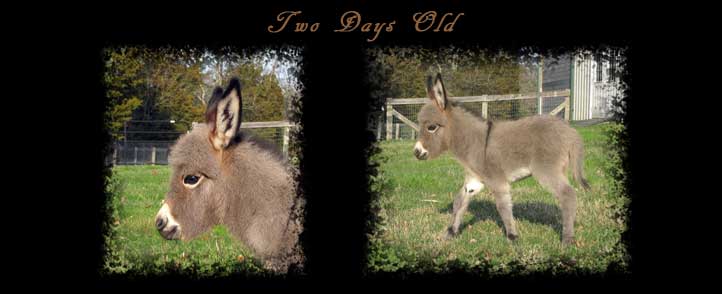 Critter Haven Farm Miniature Donkeys